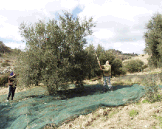 Harvesting Olives: 2000 AD