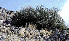 Wild olive tree growing between rocks
