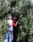 Olive tree harvesting