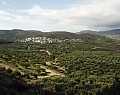 Village surrounded by olive trees