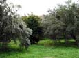 Symbiosis: Citrus growing among olive trees